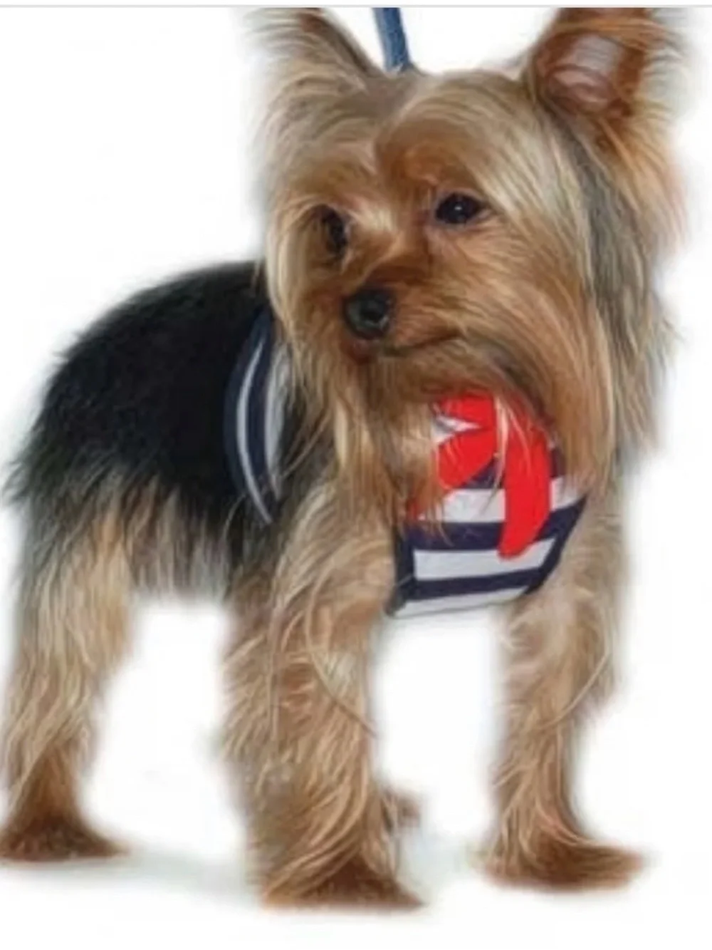 Dogo easily sailor harness. Size Large with matching leash.
